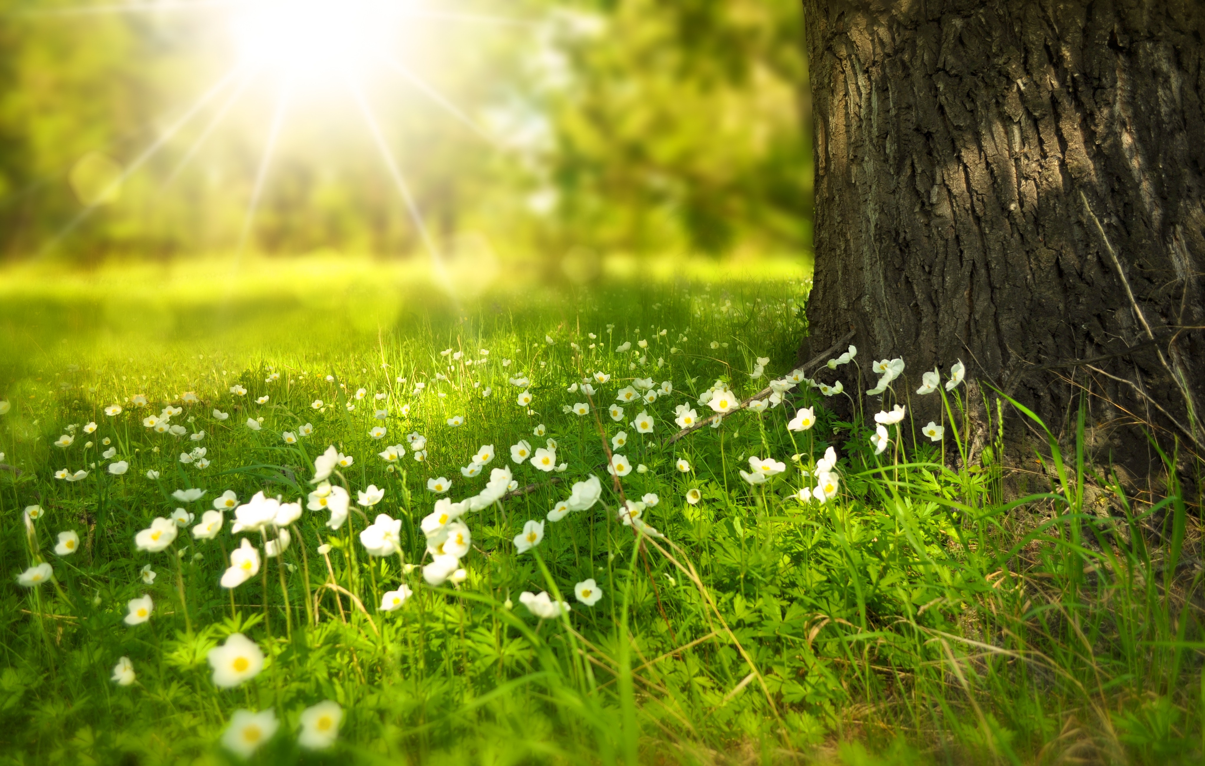 Energy from the sun must be captured by plants